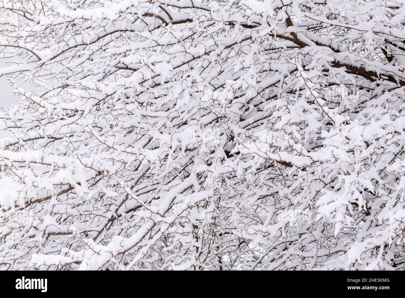 White Snow On Tree Branches Close Up Abstract Winter Background