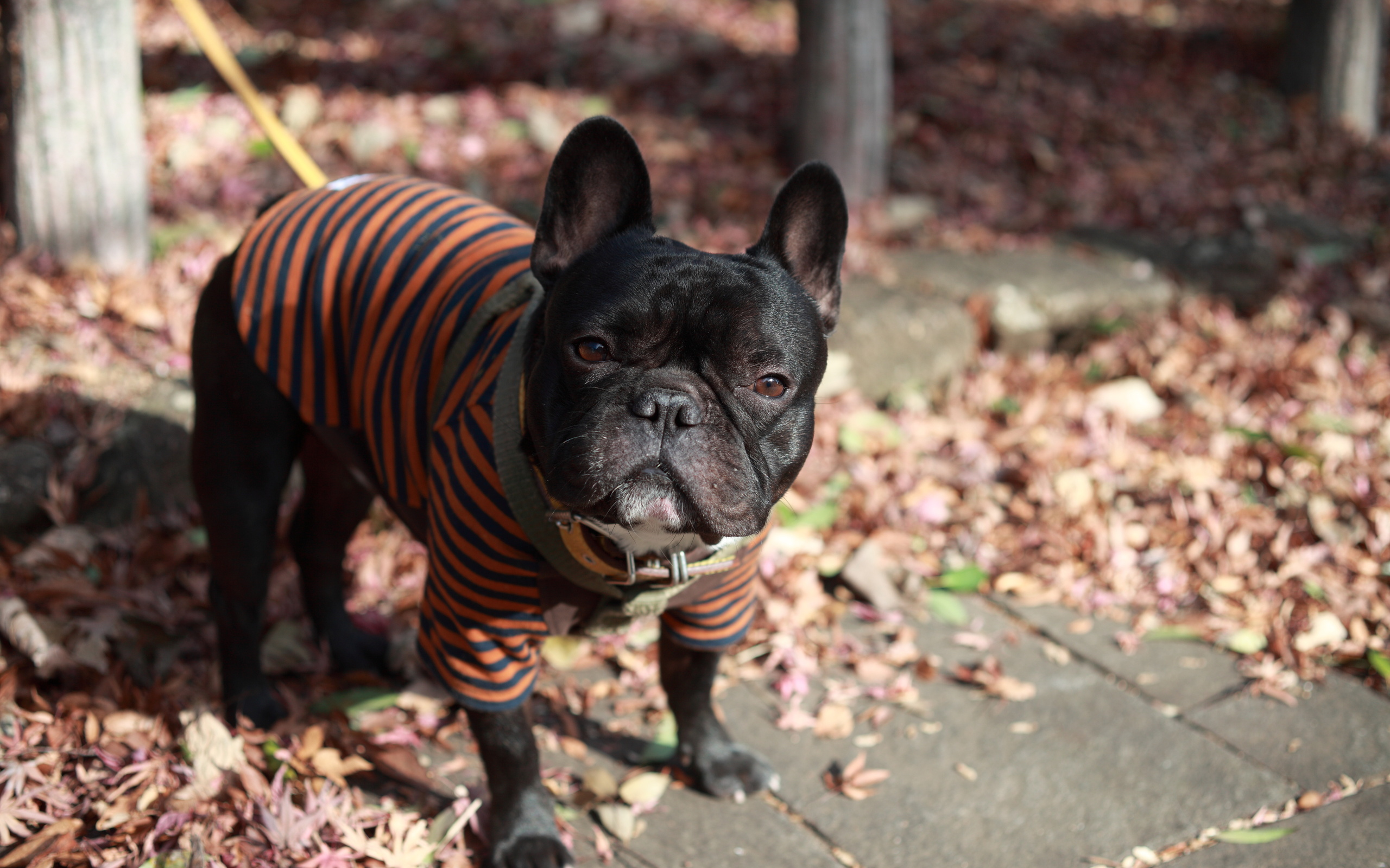 French Bulldog HD Wallpaper