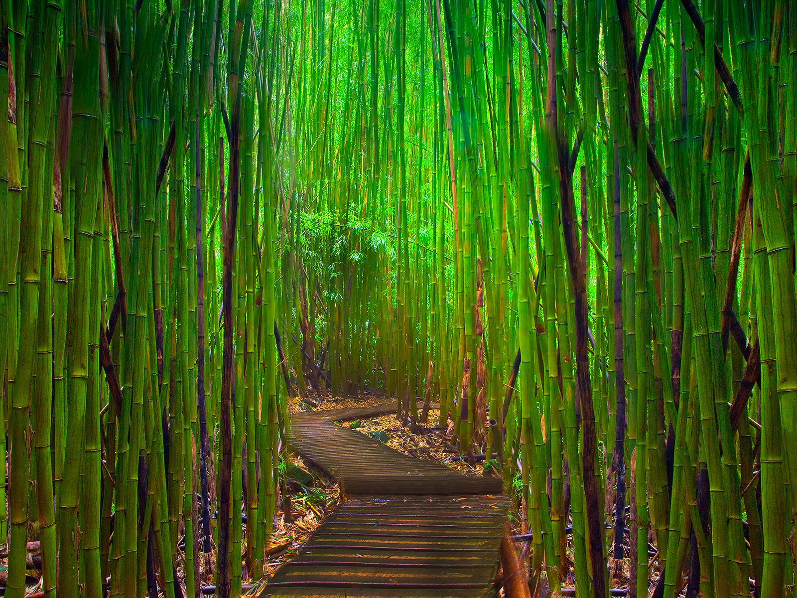 Chinese Wallpaper Border Designs Wallpapersafari Bamboo Wallpaper Border 1600x1200