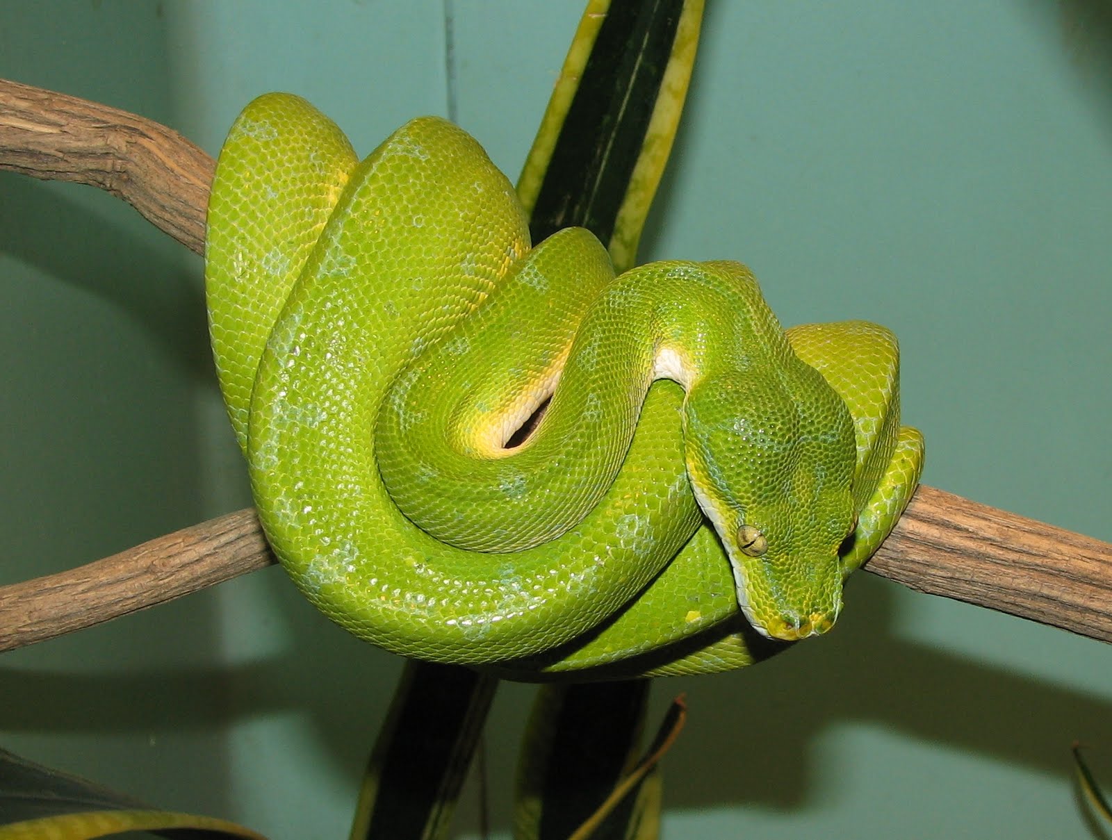 Collections Of Photos And Wallpaper Green Tree Pythons In Lahore Zoo