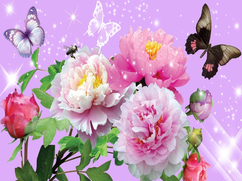 Bunga And Kupu Yorkshire Rose Wallpaper
