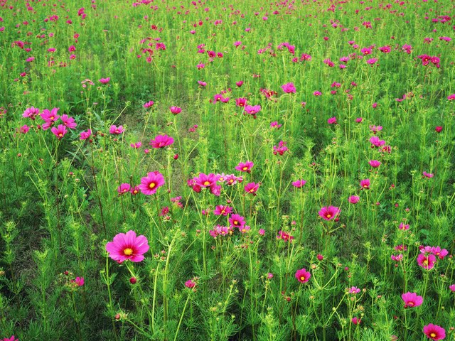 Pink And Green Cosmos Flower Field Wallpaper Walltor
