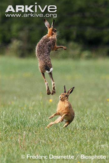 South African Spring Hare Image Search Results