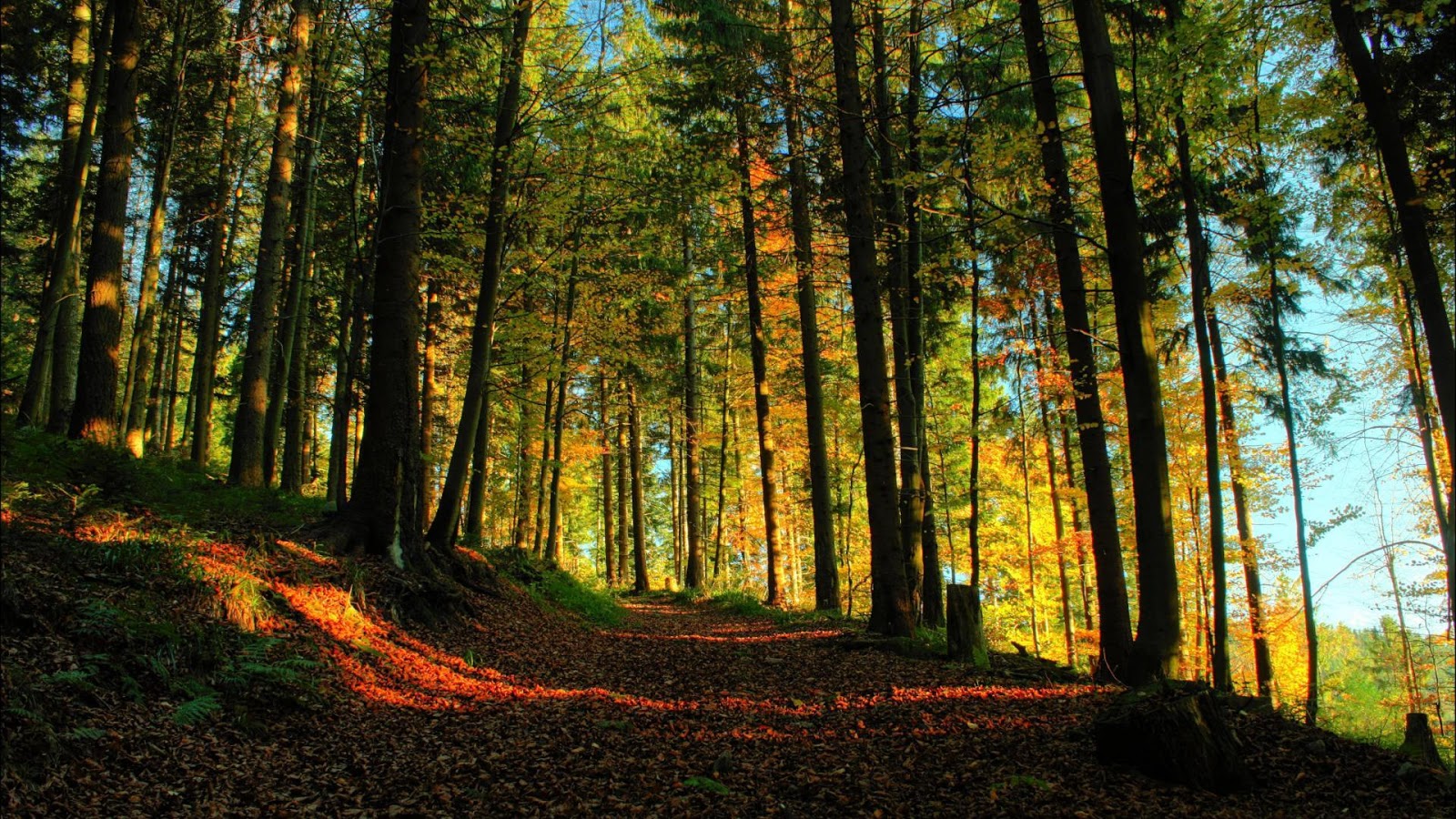  50 Forest HD Live Wallpapers WallpaperSafari