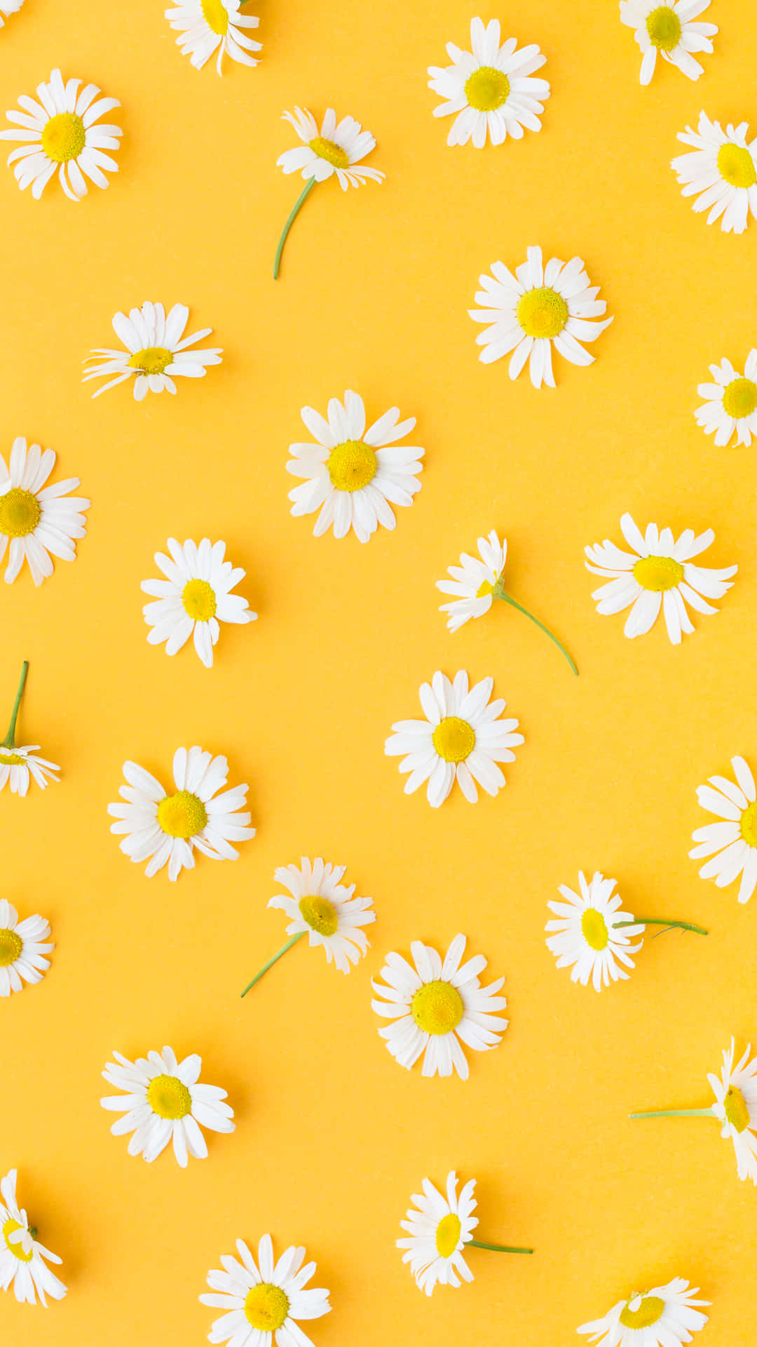 A cheerful yellow background adorned with a scattering of delicate white daisies, creating a vibrant and refreshing summery aesthetic