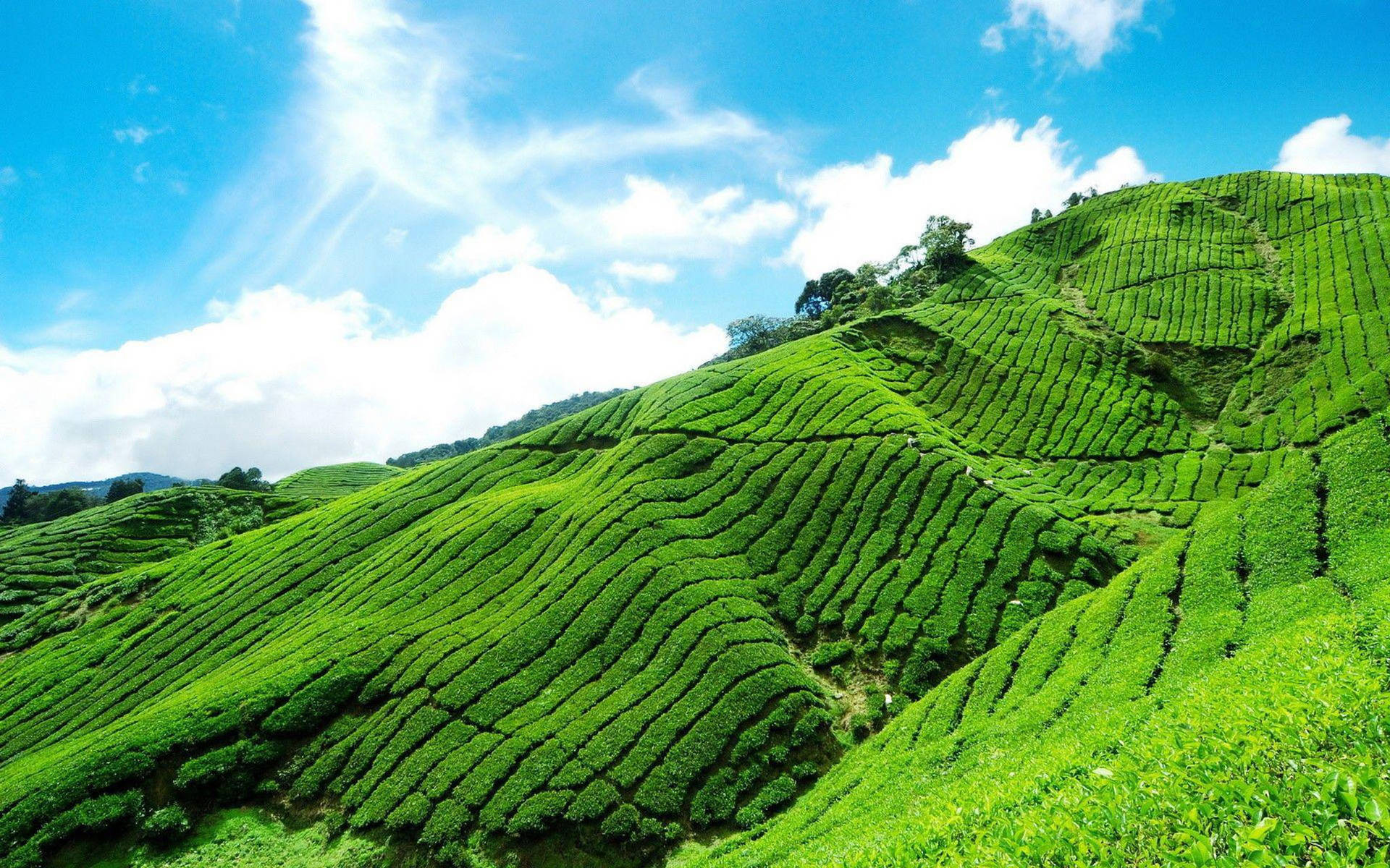 Tea Garden Wallpaper