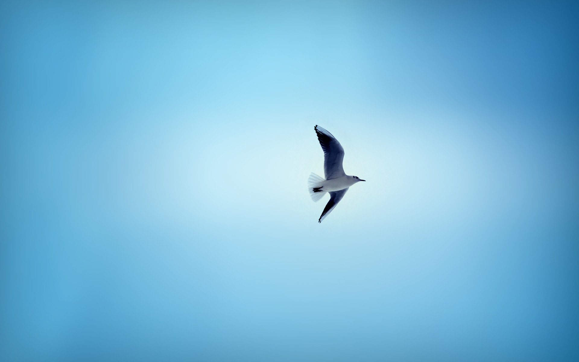 Seagulls Doom Flight Blue Sky Natural Widesceen HD