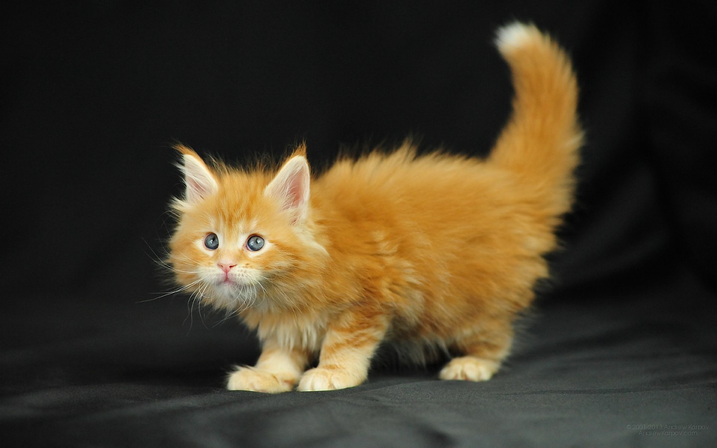 Image Wallpaper Funny Cat Orinoco Maine Coon Kitten Lol Cats