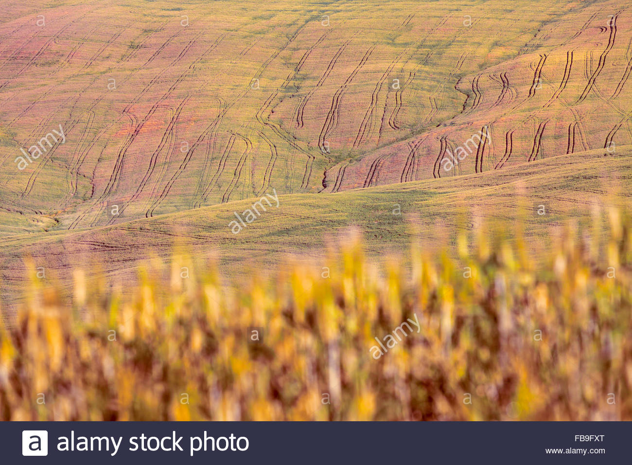 Colorful Tuscan Grain Field Background Stock Photo