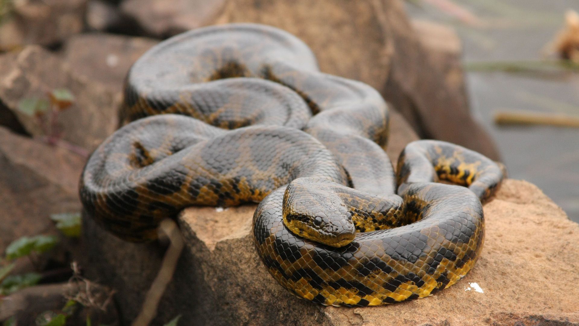 HD Anaconda Wallpaper