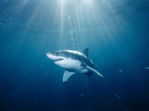 Shark Pictures Wallpaper National Geographic