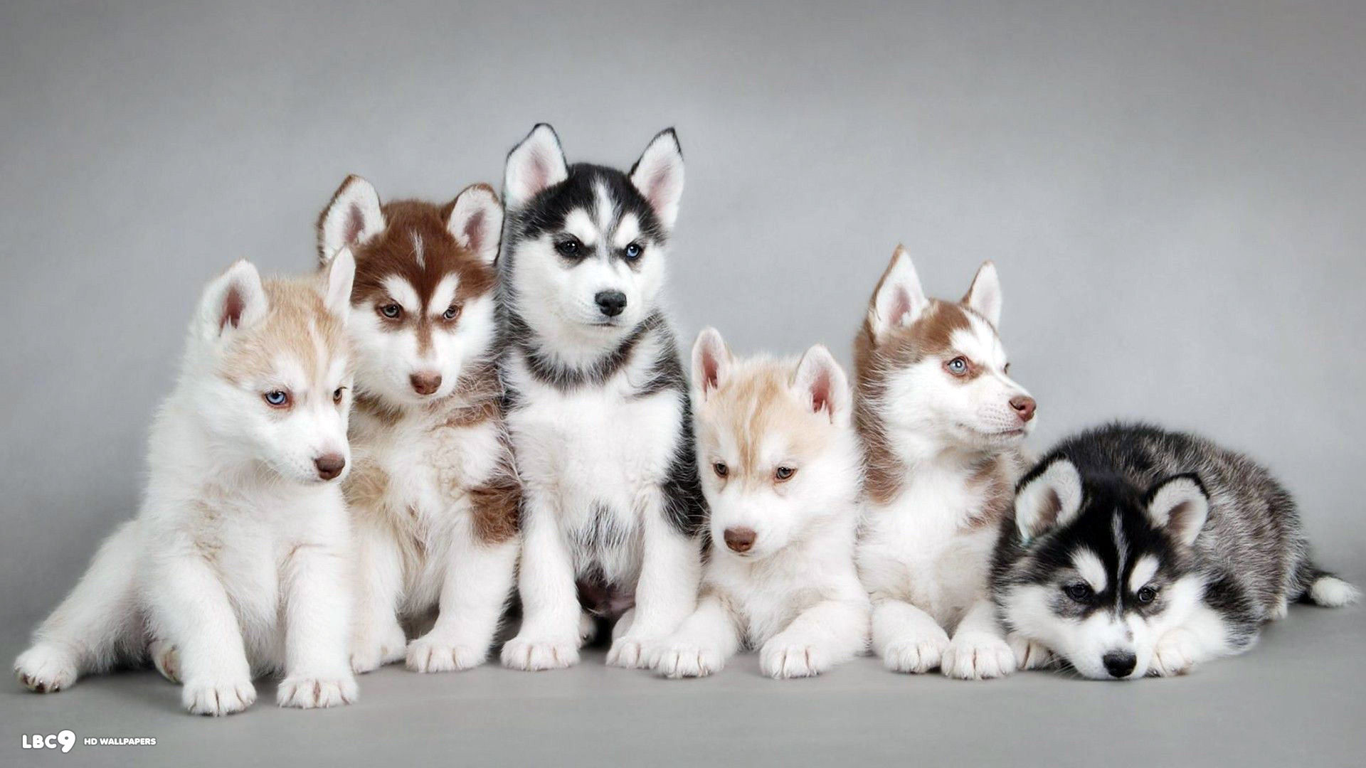 Siberian Husky Dogs Desktop Pictures One HD Wallpaper