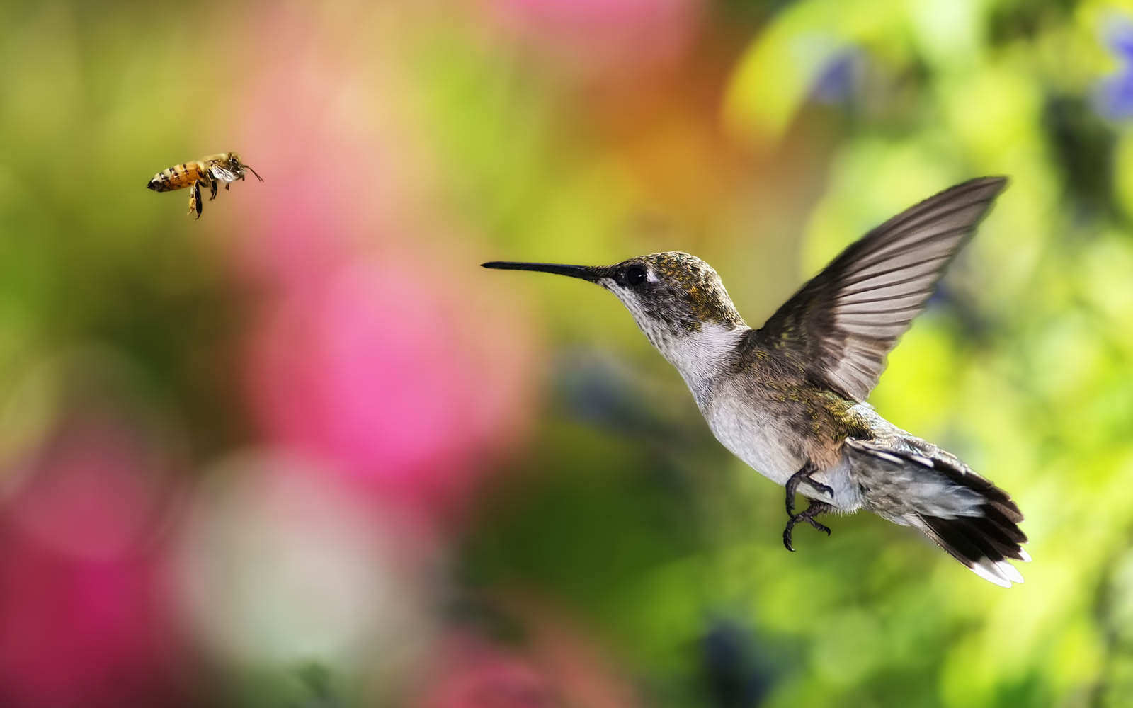 Tag Hummingbird Wallpaper Background Photos Image Andpictures