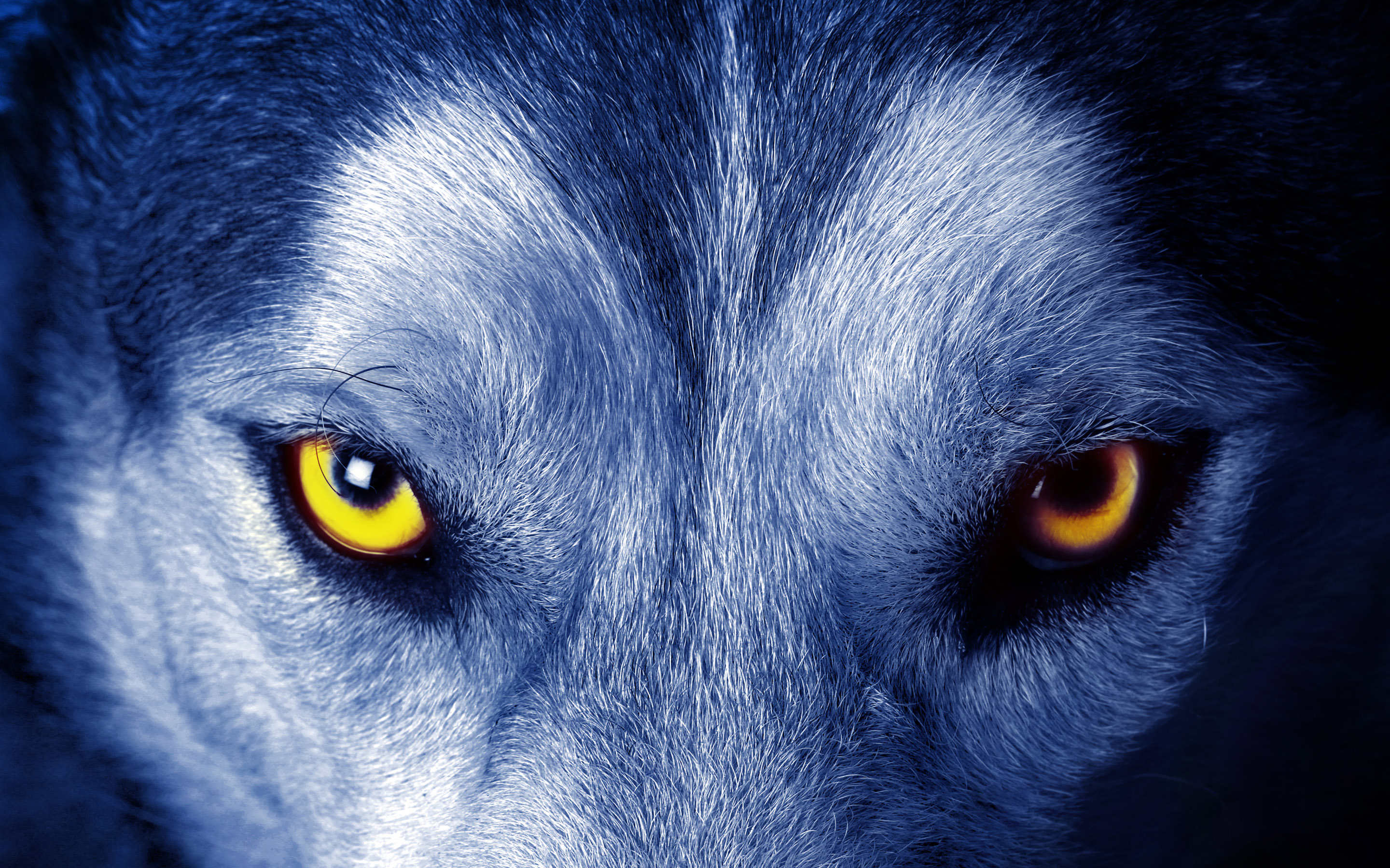 Wolf Eye Wallpaper Background