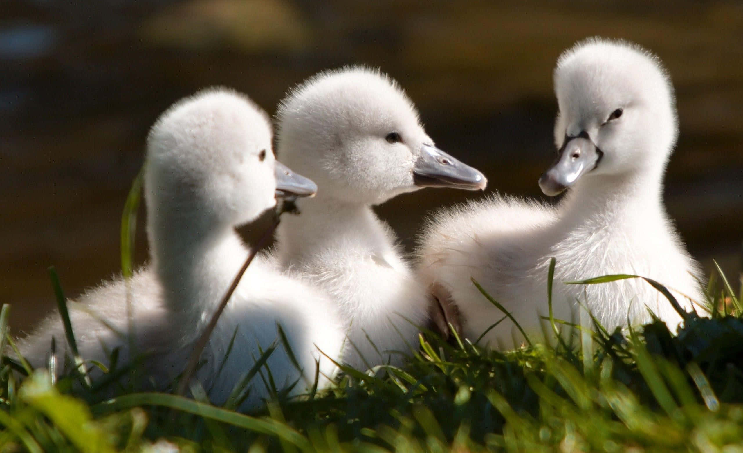 Baby Duck Background Wallpaper