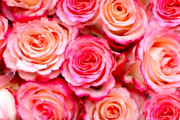 Pictures Of Roses With Attached Beauty And Meanings