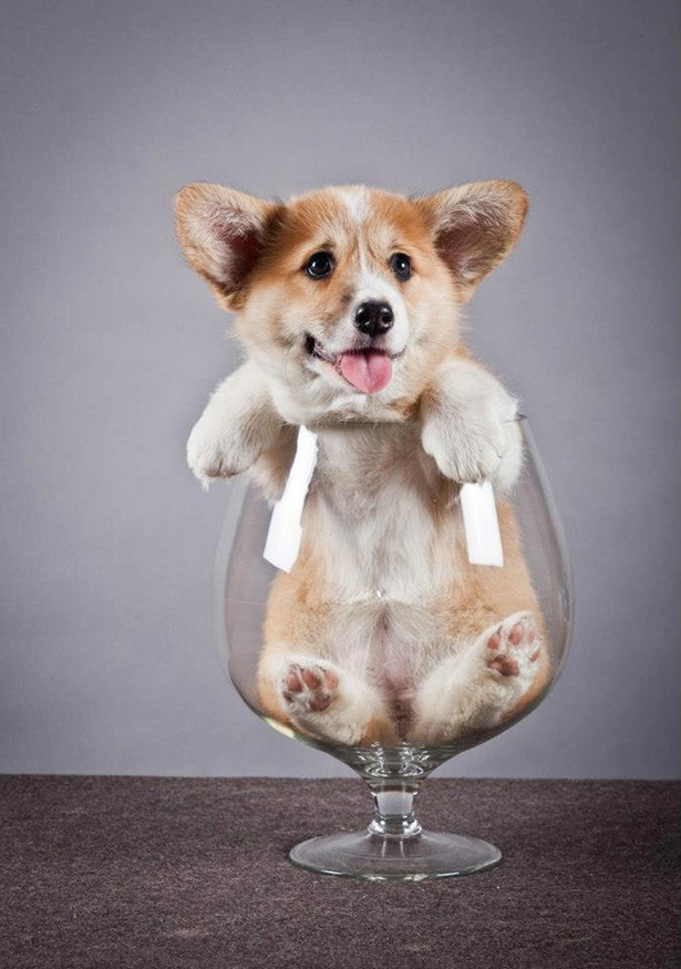Extremely Cute And Happy Corgis Omg Things