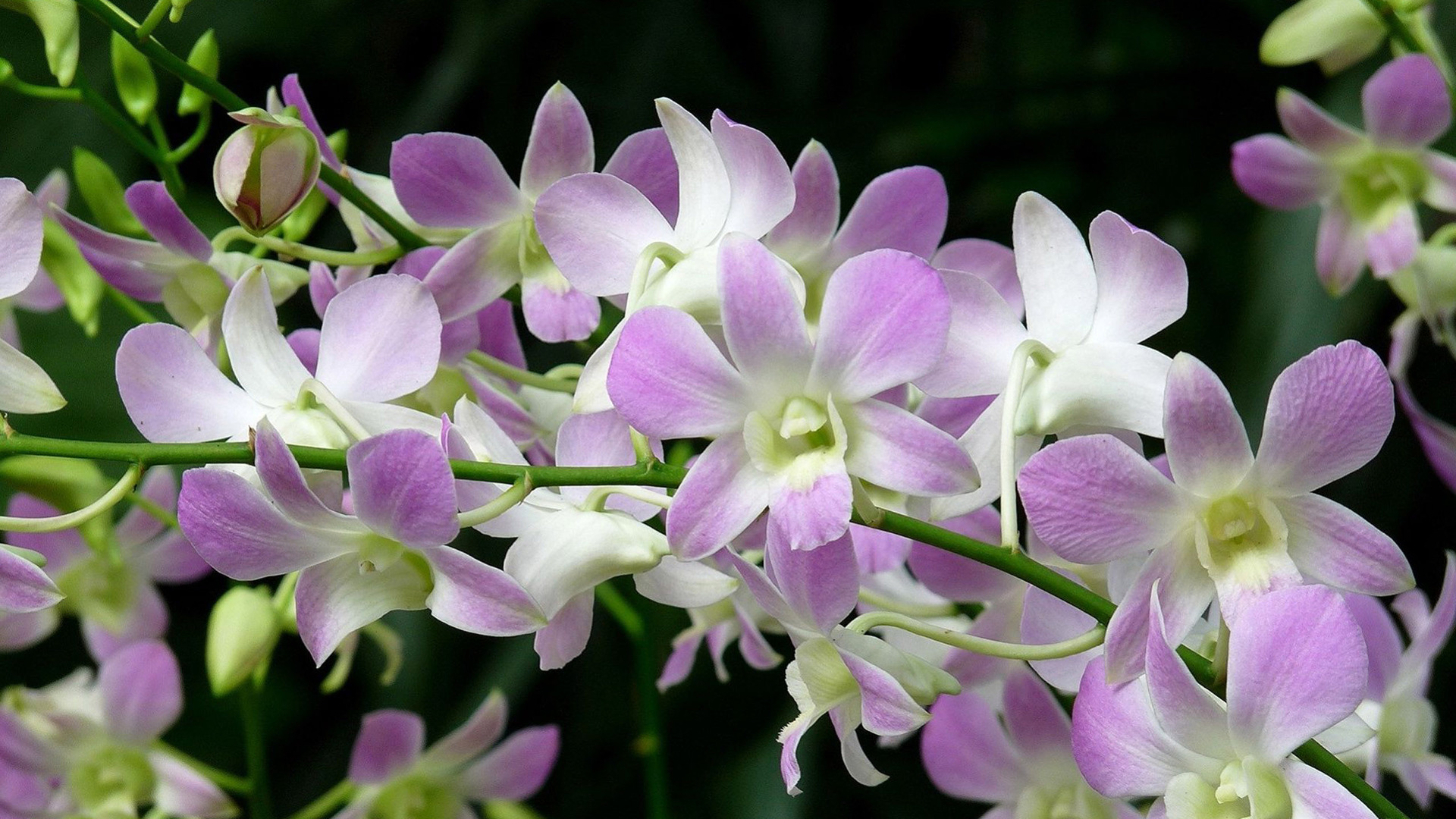 Orchid Flowers Wallpaper