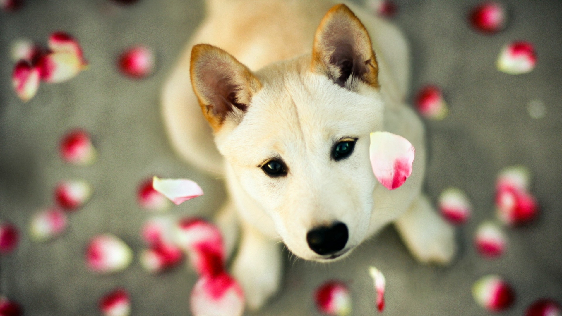 Cute Puppy Wallpaper