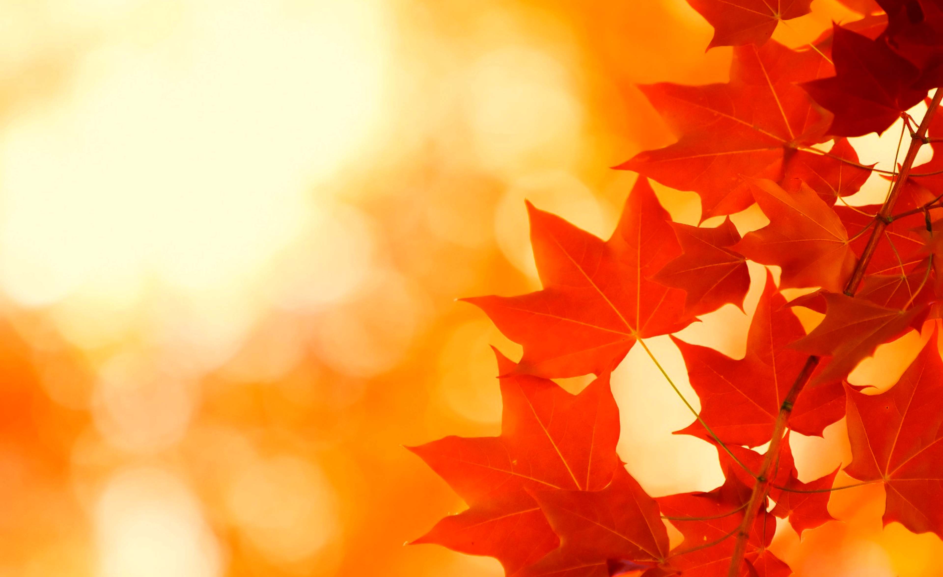 Falling Red Leaves Wallpaper A Season Of Paradox
