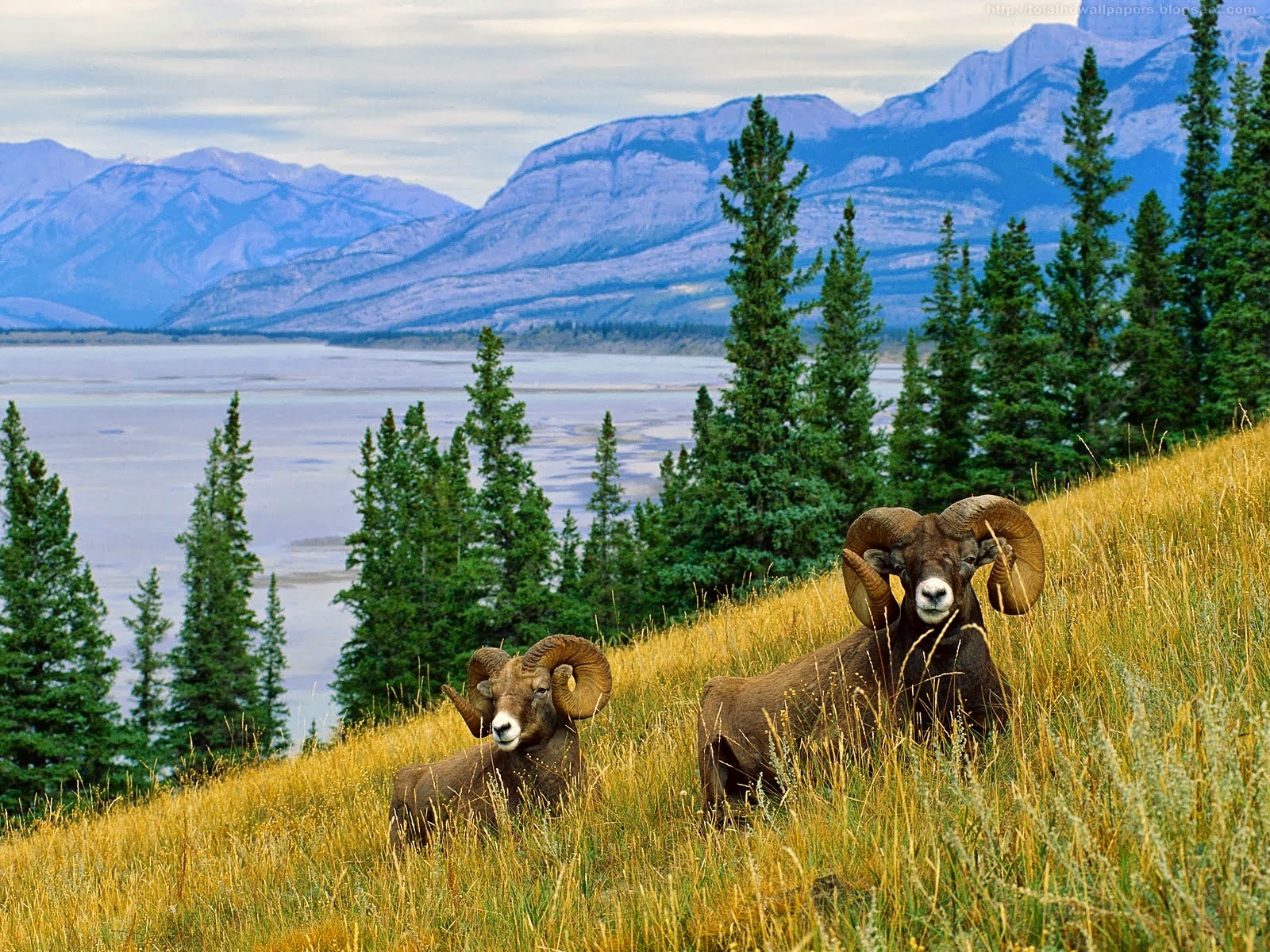 Beautiful Wallpaper For Desktop American Bighorn Sheep HD