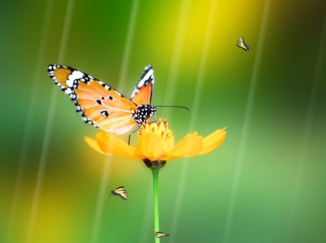 Free download Animated Butterfly Wallpaper Desktop [1140x852] for your  Desktop, Mobile & Tablet | Explore 47+ Animated Butterfly Wallpaper | Butterfly  Wallpapers, Butterfly Background, Wallpaper Butterfly