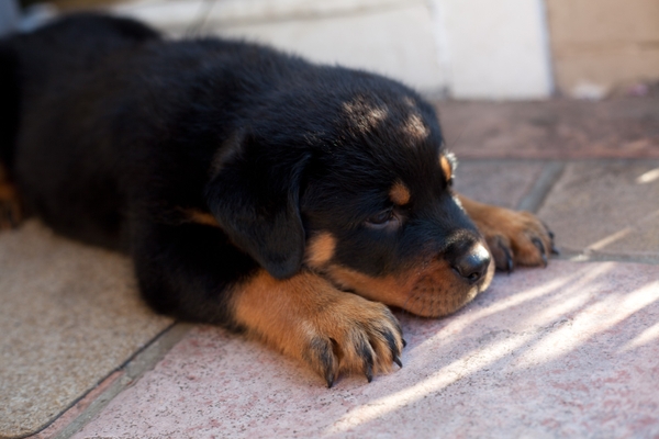 dogspuppies dogs puppies rottweiler 2800x1867 wallpaper Dogs