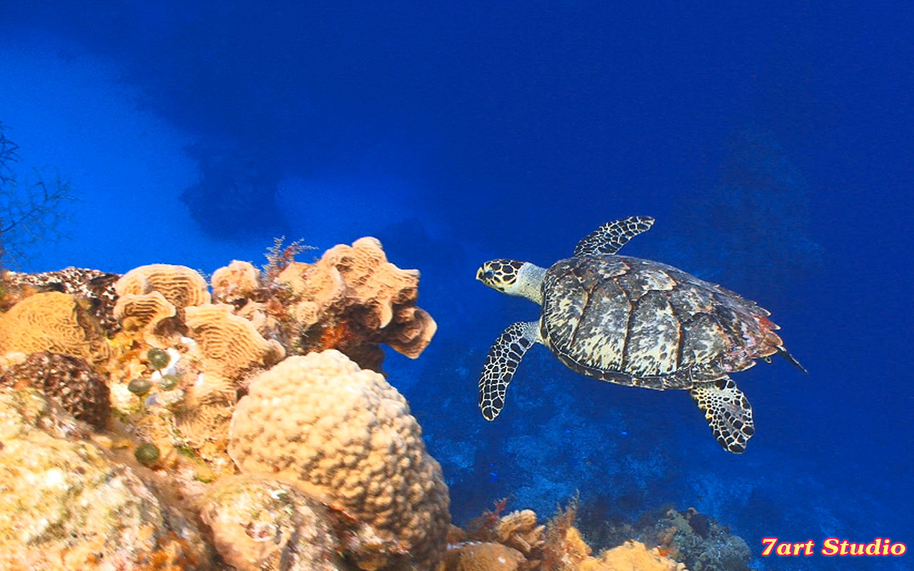 Turtle Swimming Coral Reef Screensaver Animated Desktop Wallpaper