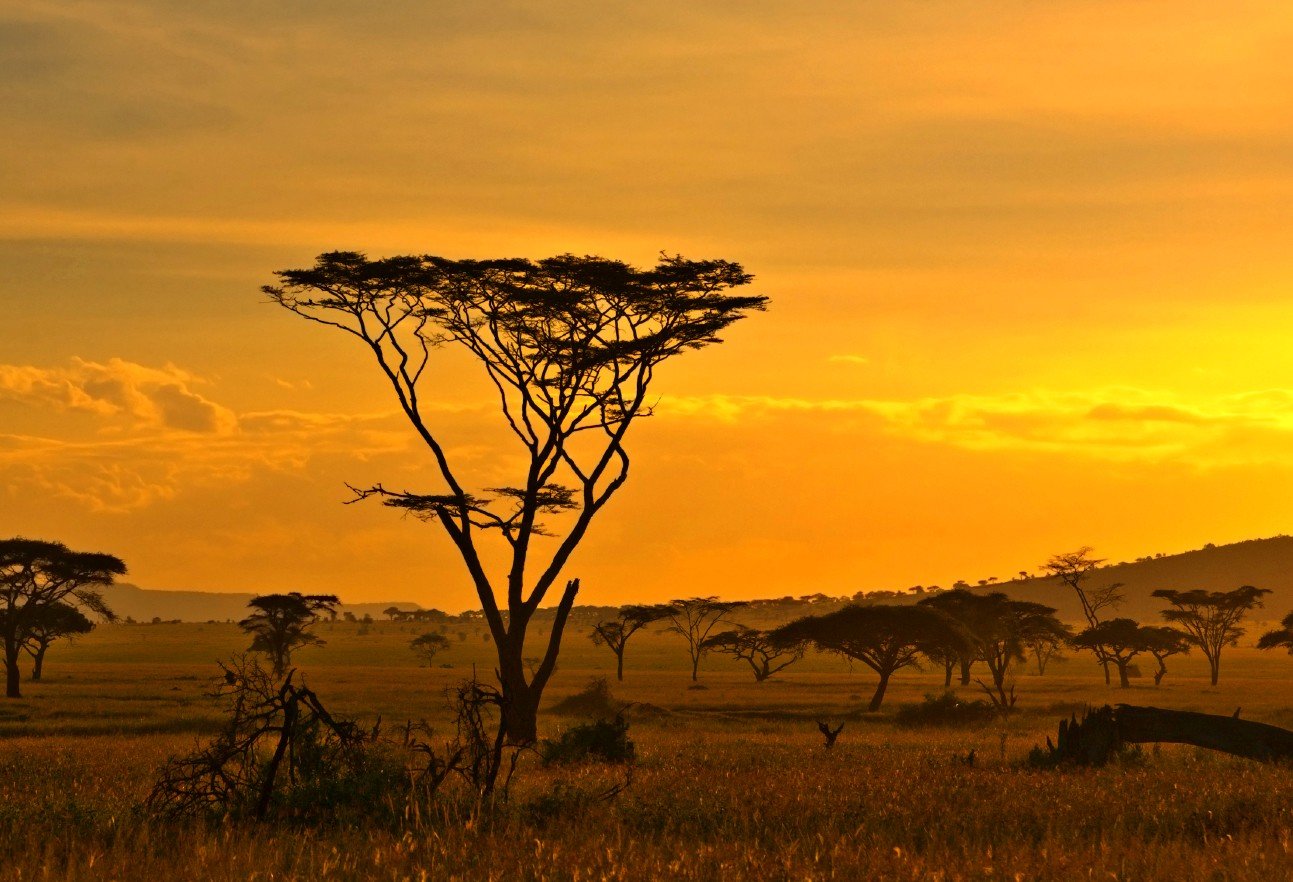 Africa Savana Wallpaper HD Desktop And Mobile Background