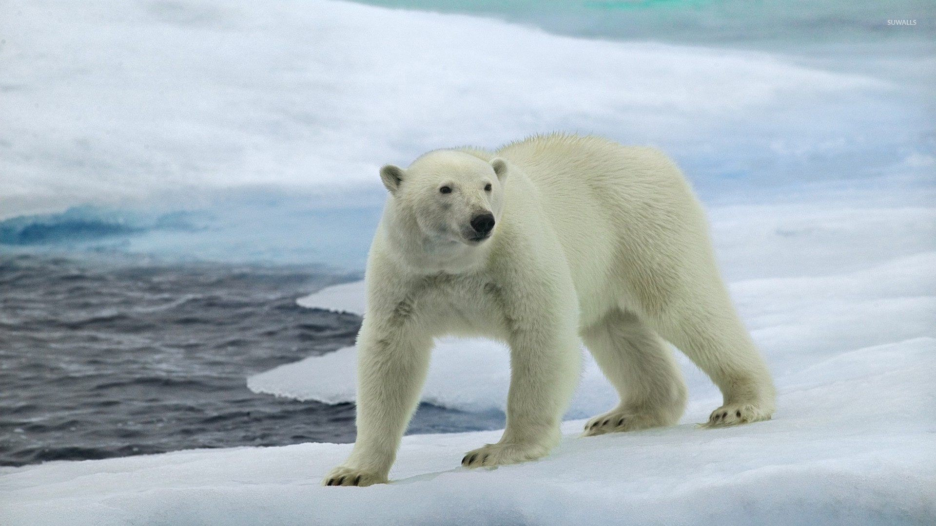 Animals Polar Bears Wallpaper Funny Doblelol
