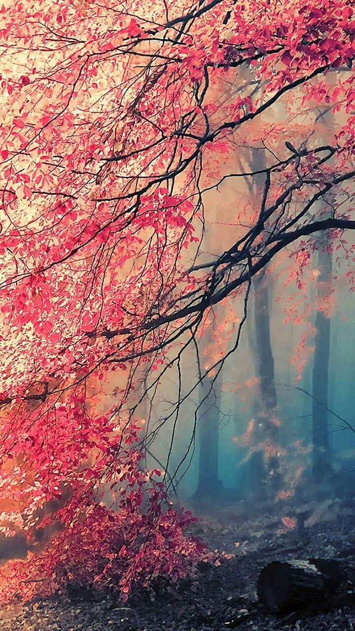 beautiful colorful tree asymmetrical wallpaper LG Forest 720x1280