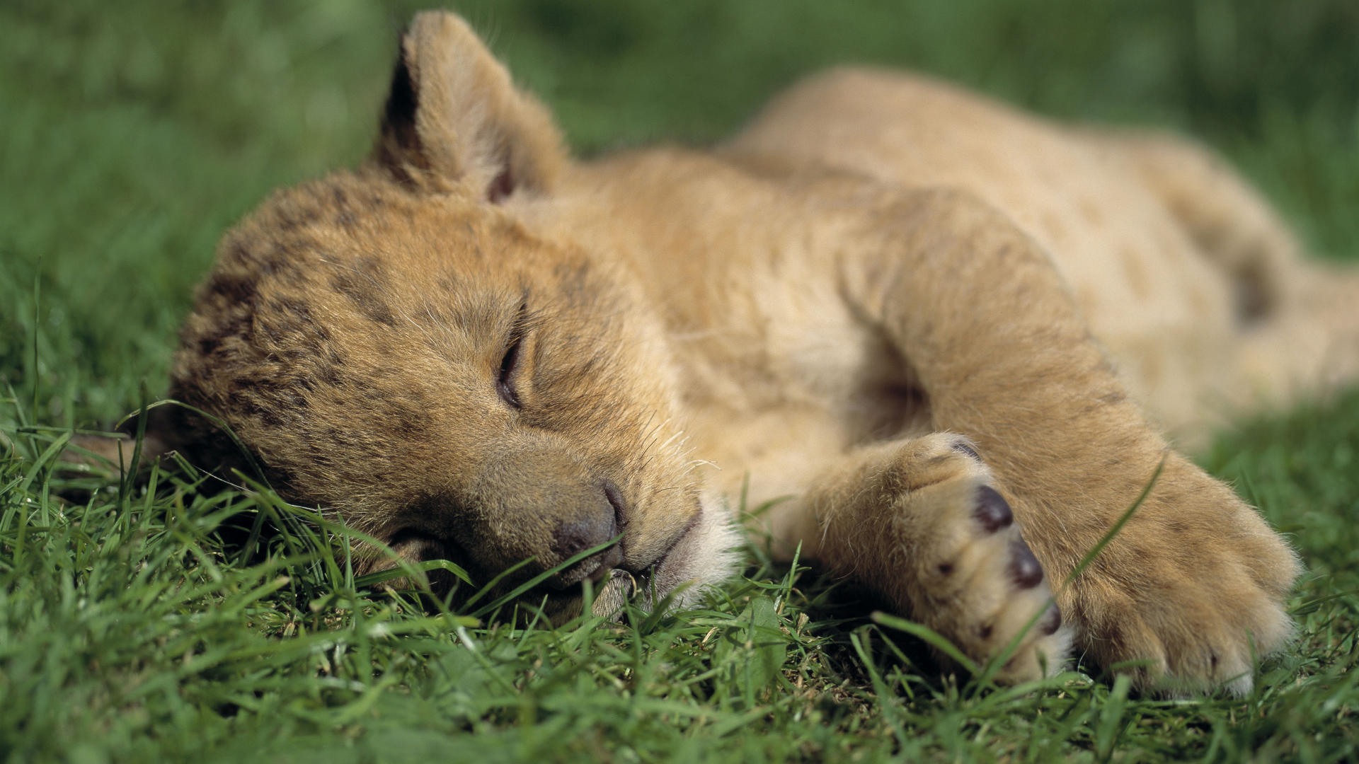 Animals Cute Background Lion Sleeping Baby Wallpaper