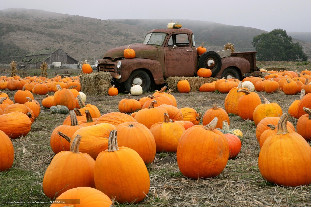 Download wallpaper truck Pumpkin farm