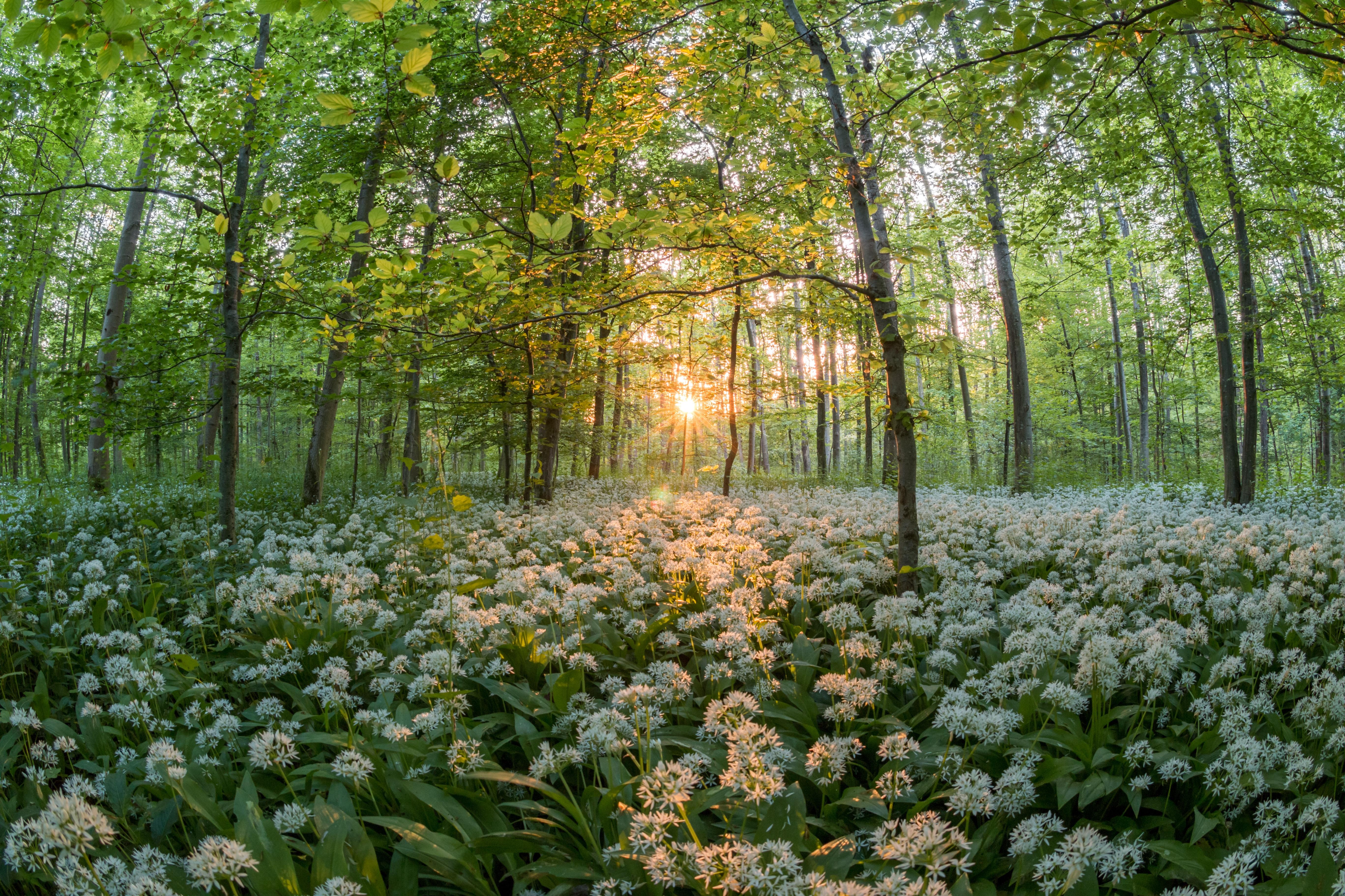 File Allium Ursinum Into A Forest At Sunset Jpg Wikimedia Mons