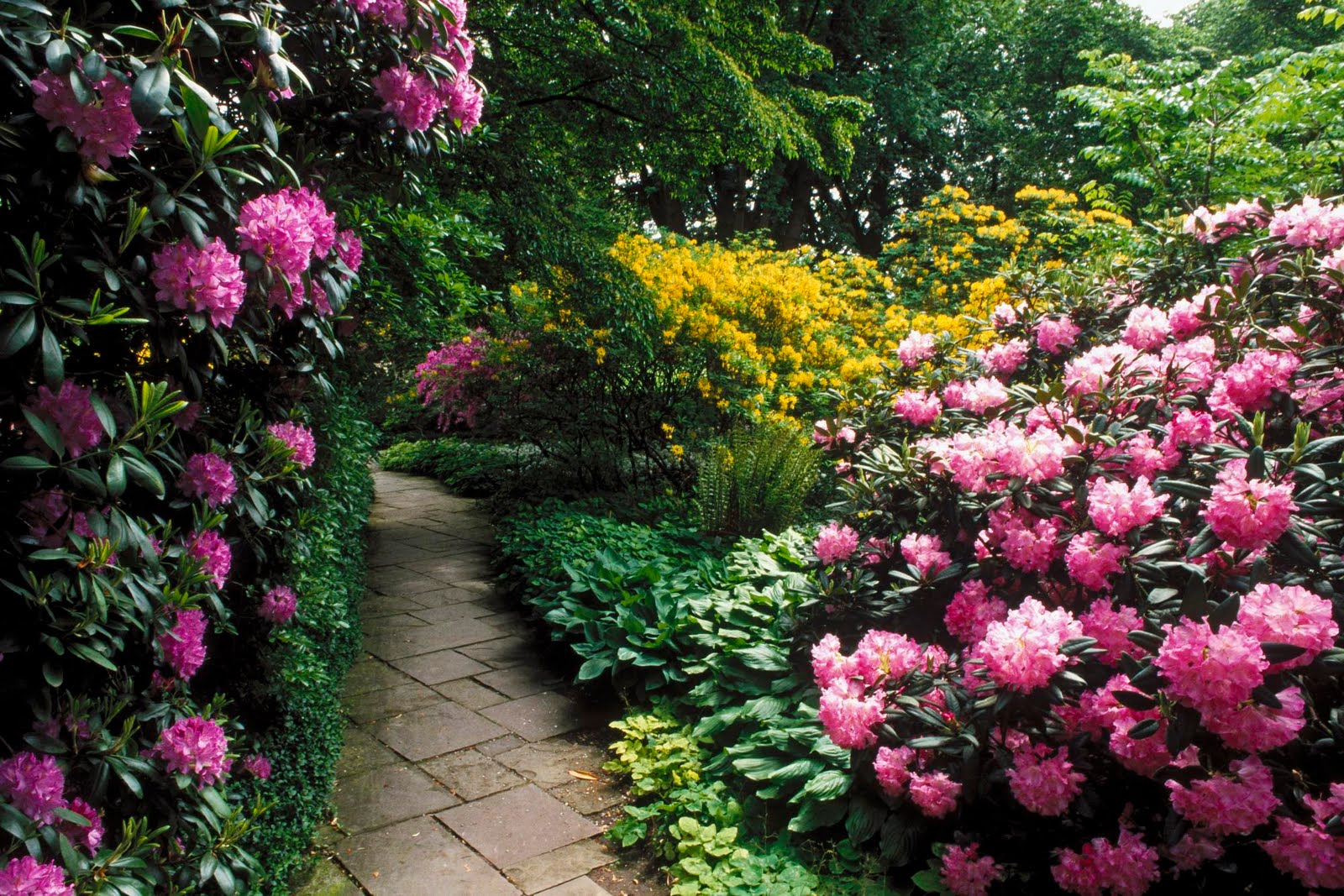 Beautiful Flower Garden Forest Cool Wallpaper Wonderful