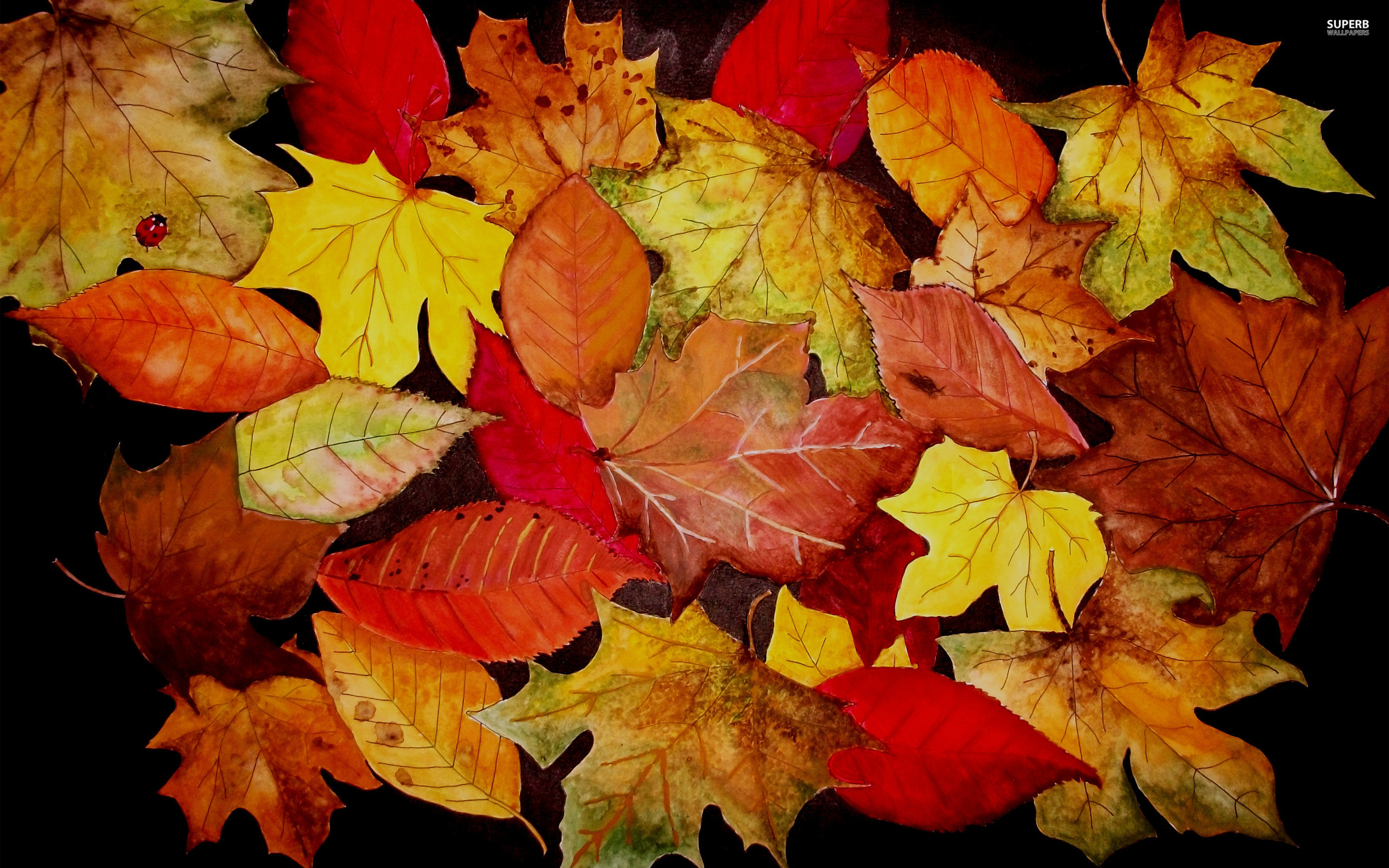 HD Autumn Leaves Wallpapers Download Free   378214