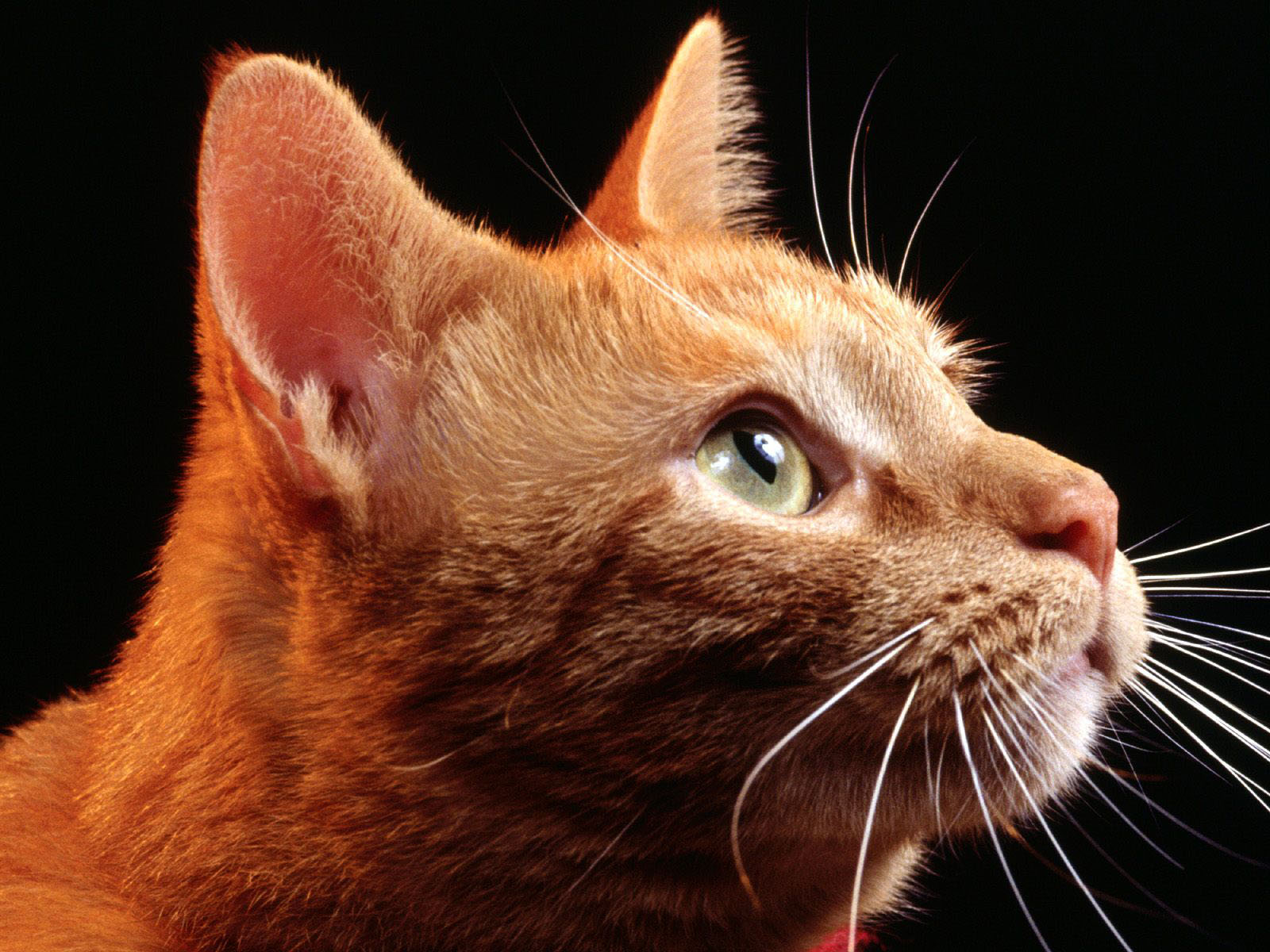 Mac Desktop Wallpaper HD Super Cute Cat Apple Pet Backgorund
