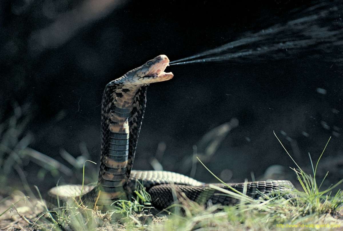 Black Cobra Snake Wallpaper Photos