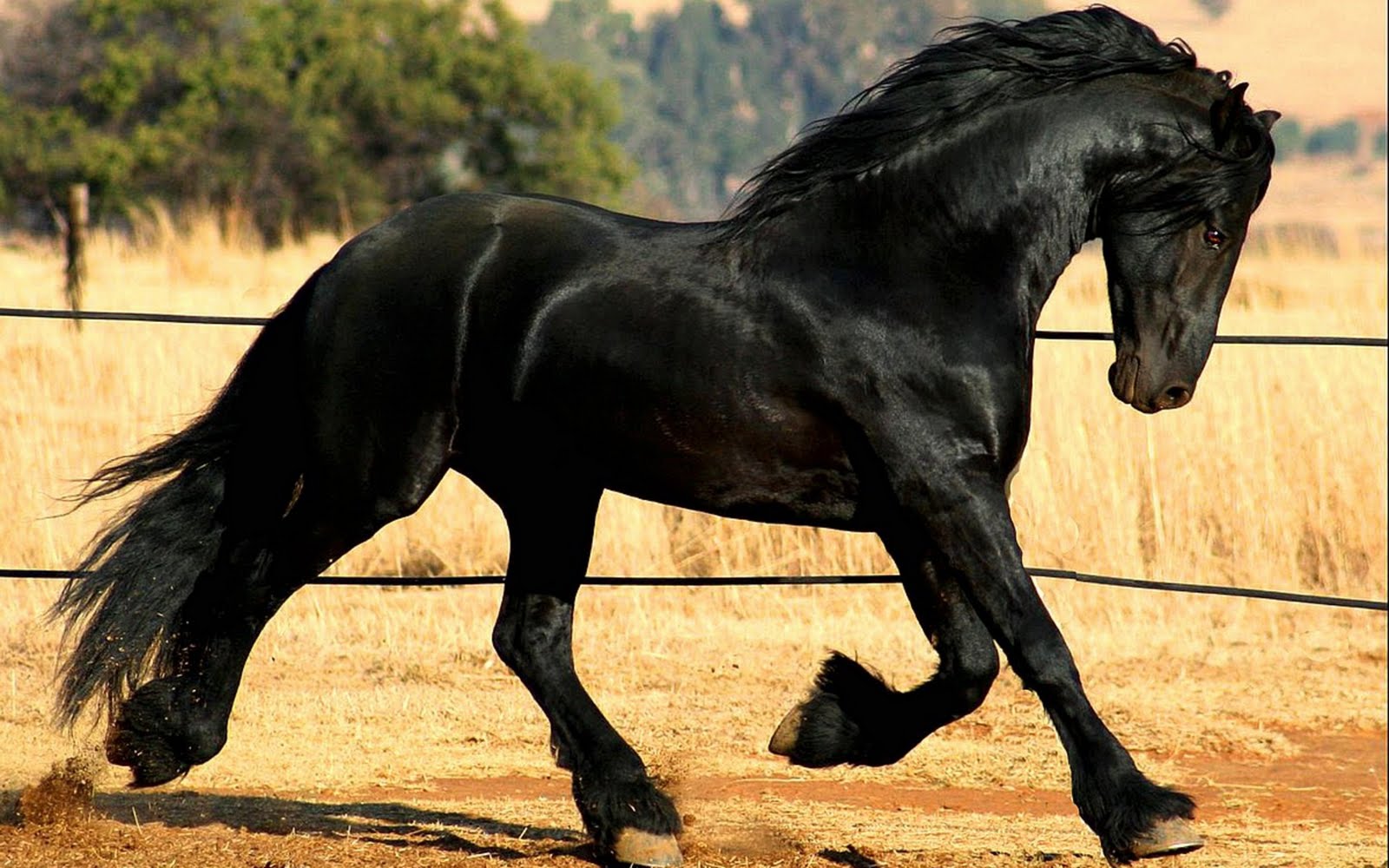 Horses Desktop Wallpaper Are For Friesian Black Horse