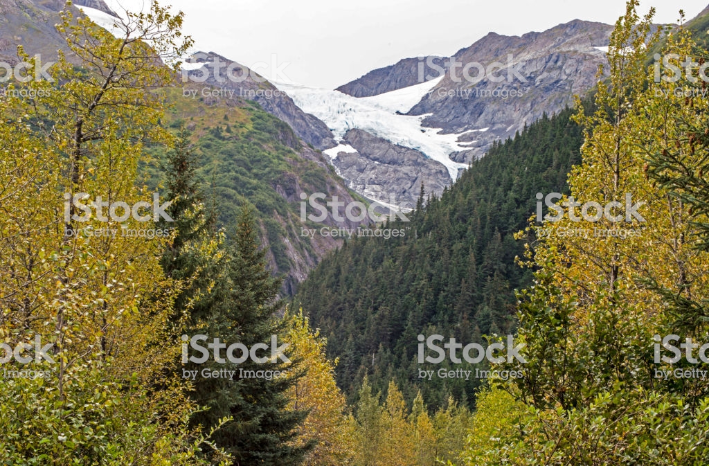 A Glacier Background Behind Yellow Aspen Trees In Alaska Stock