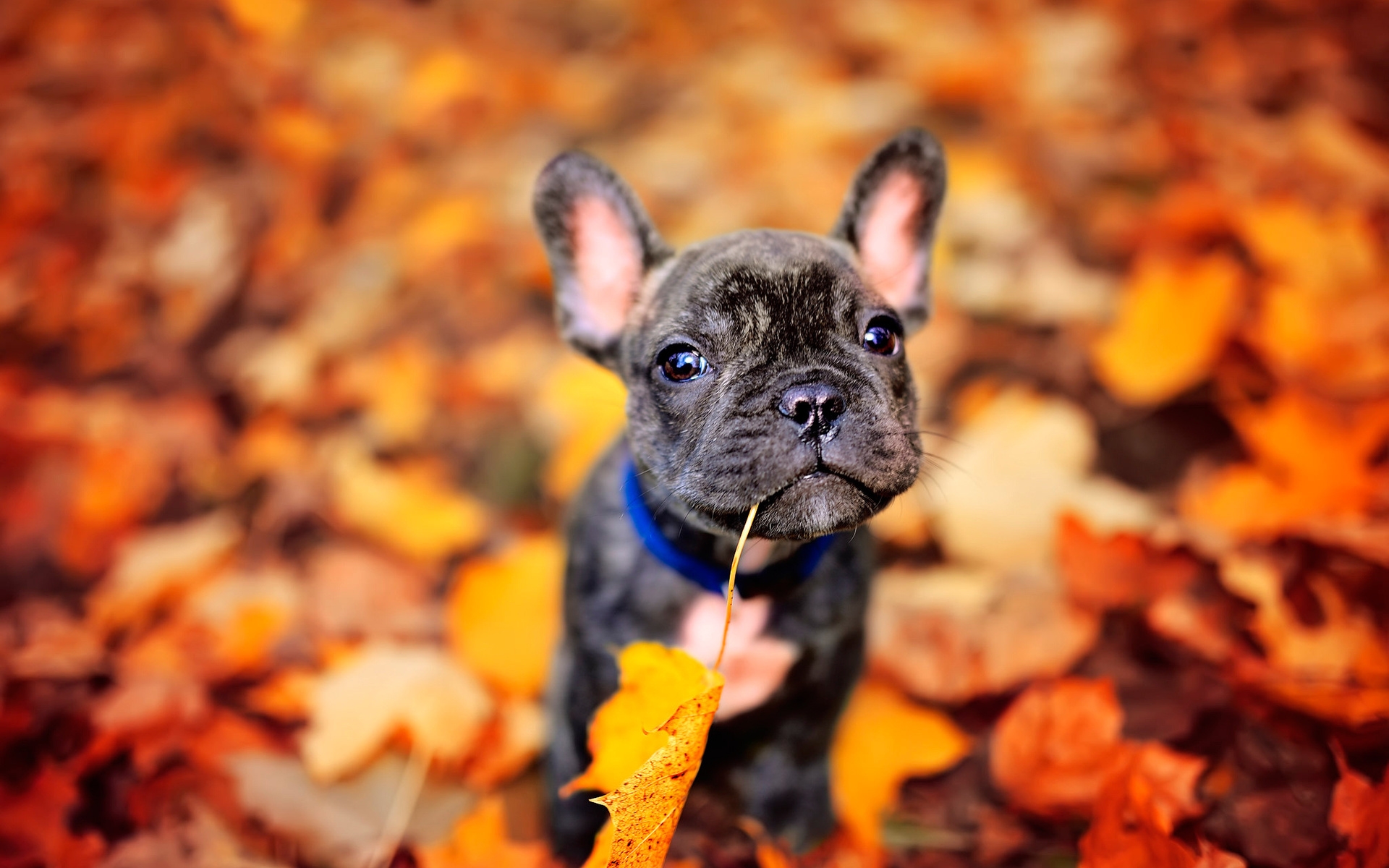 French Bulldog HD Wallpaper And Off