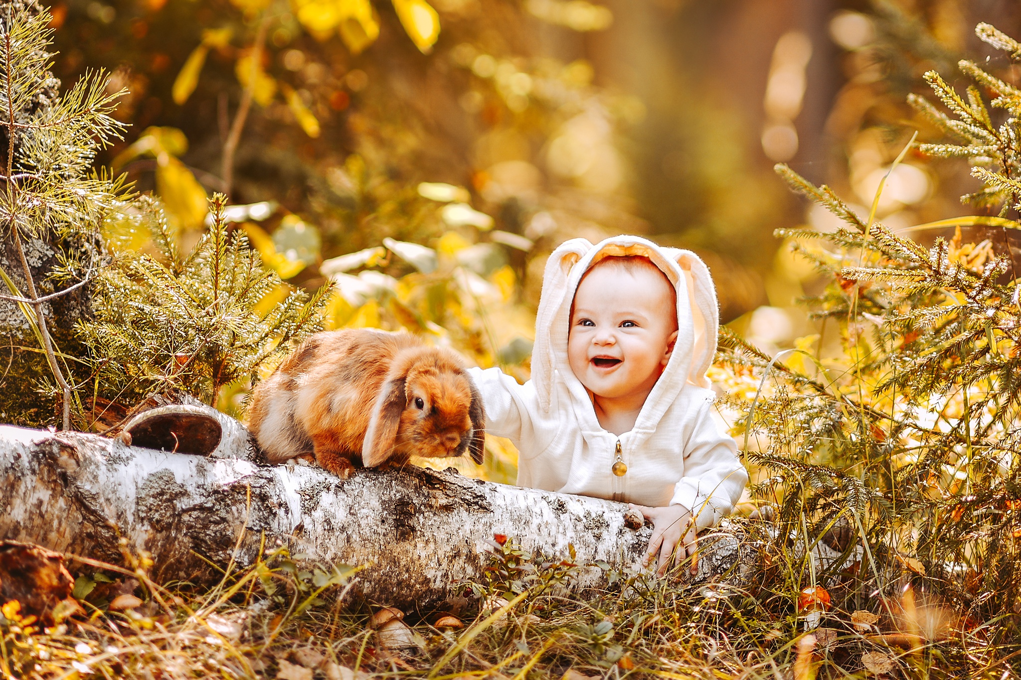 Rabbit Photography Baby HD Wallpaper