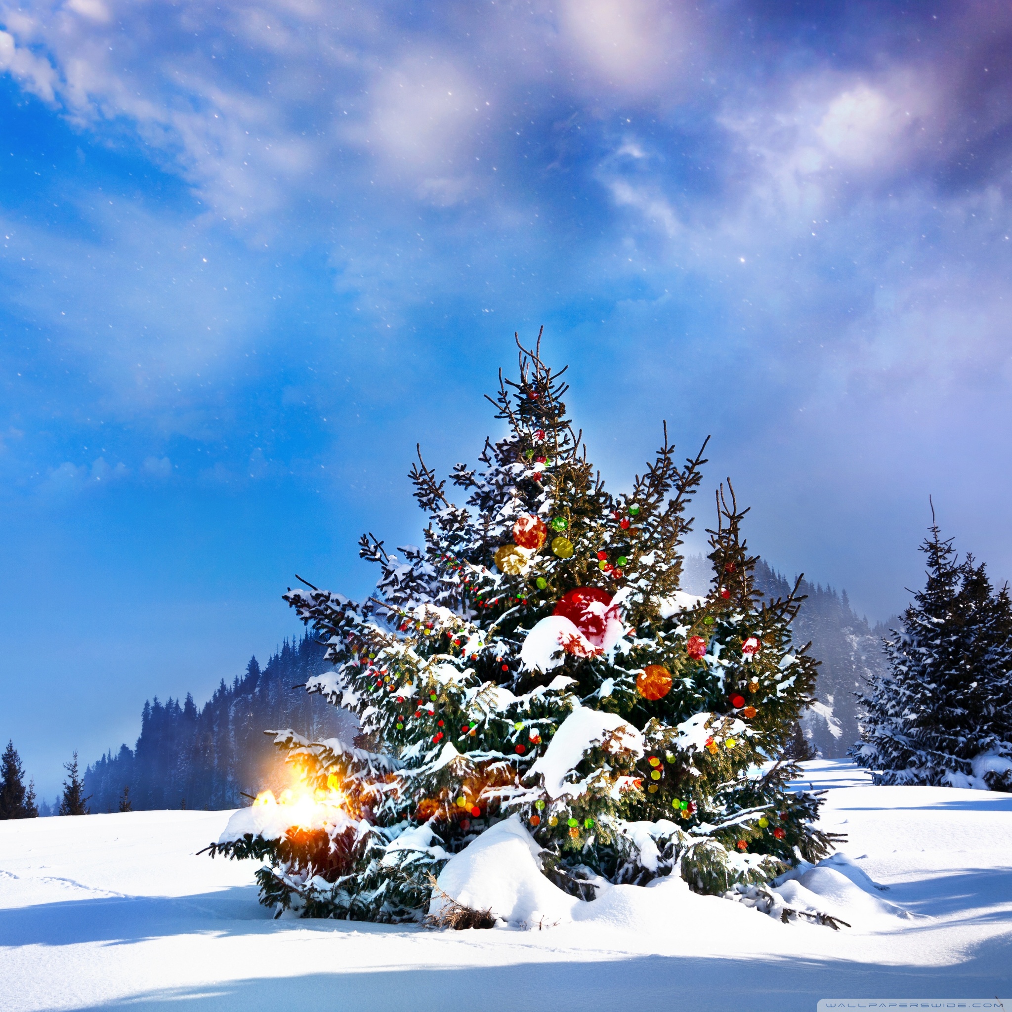Christmas Trees Decorated Outside Ultra HD Desktop Background