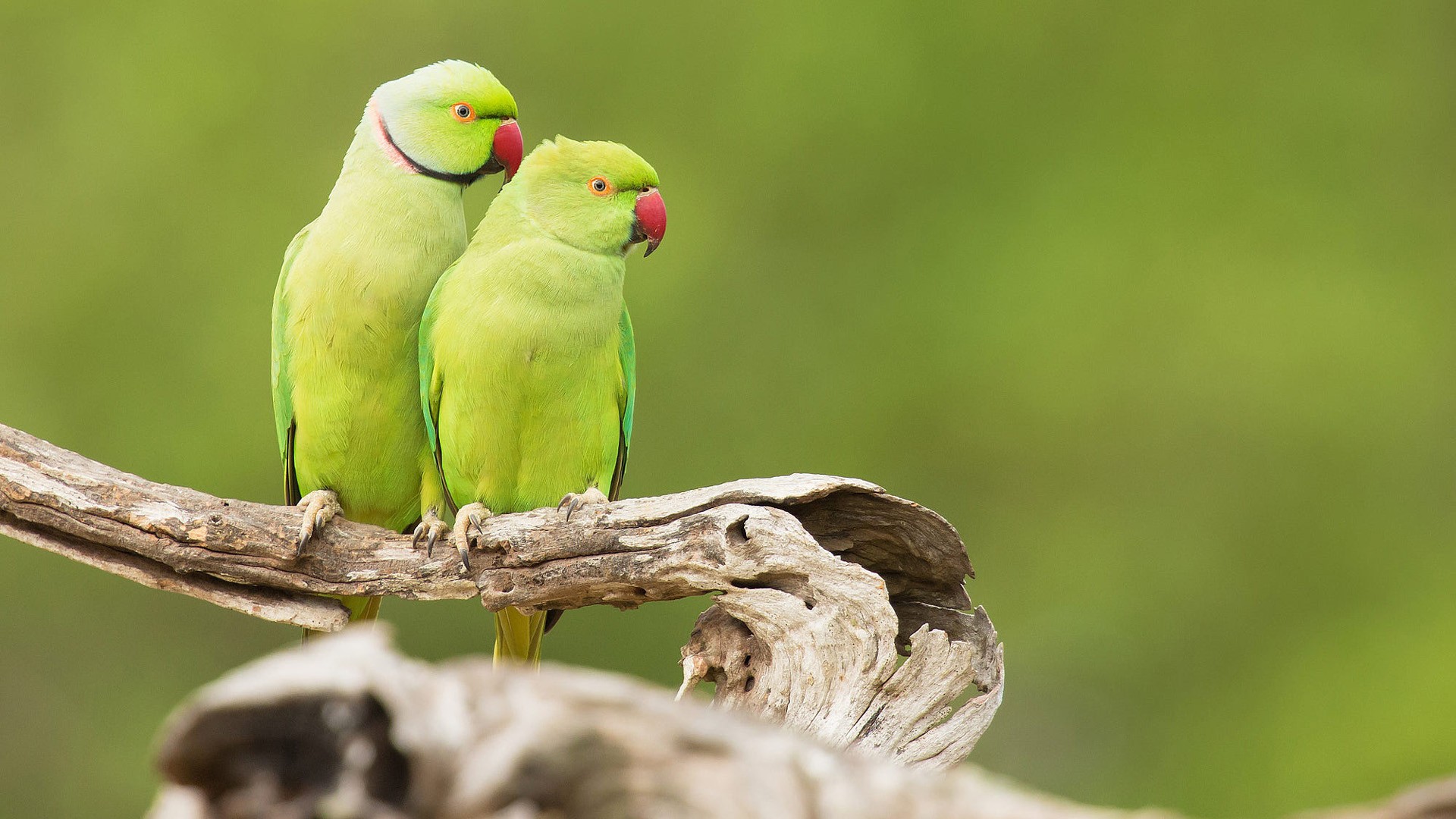 Green Parrot Bird Tree Trunk Blur Background Animals HD Birds Wallpaper