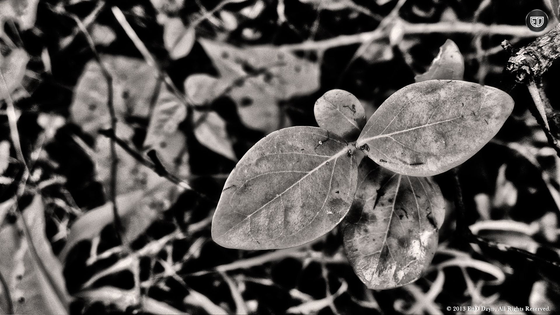 Black And White HD Wallpaper Background Wild Plant