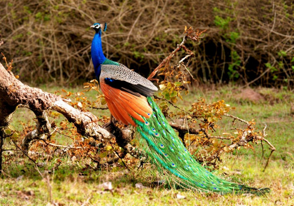 Best Beautiful Peacock HD Image Photos And Wallpaper