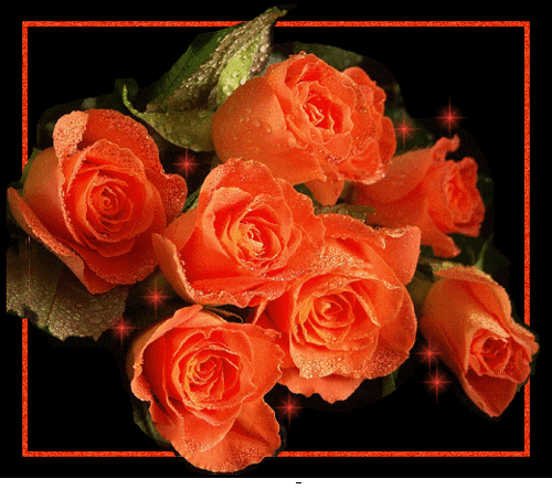 Animated gif: a beautiful red rose to give it away to your, Valentine Day  Flower HD wallpaper | Pxfuel