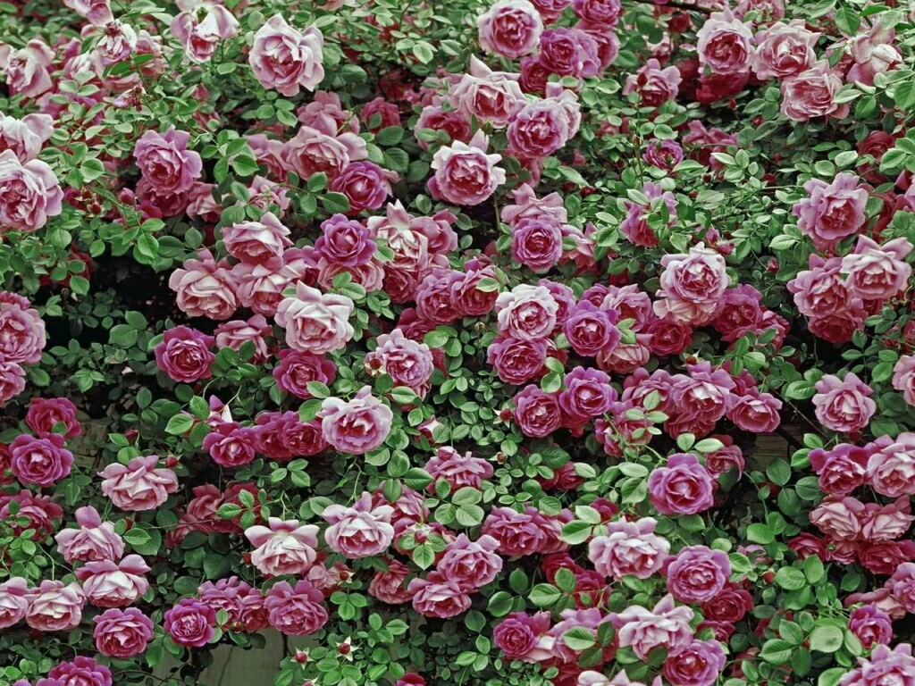 Flowers For Flower Lovers Rose Desktop Wallpaper