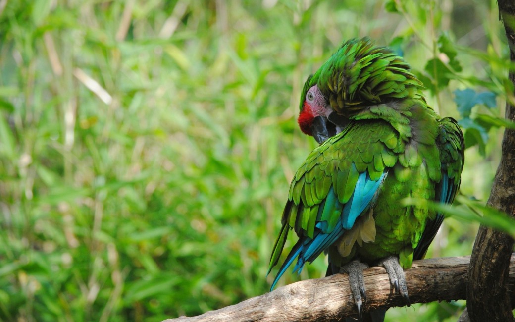 Parrot Bird Color Feathers Green Stock Photos Image HD