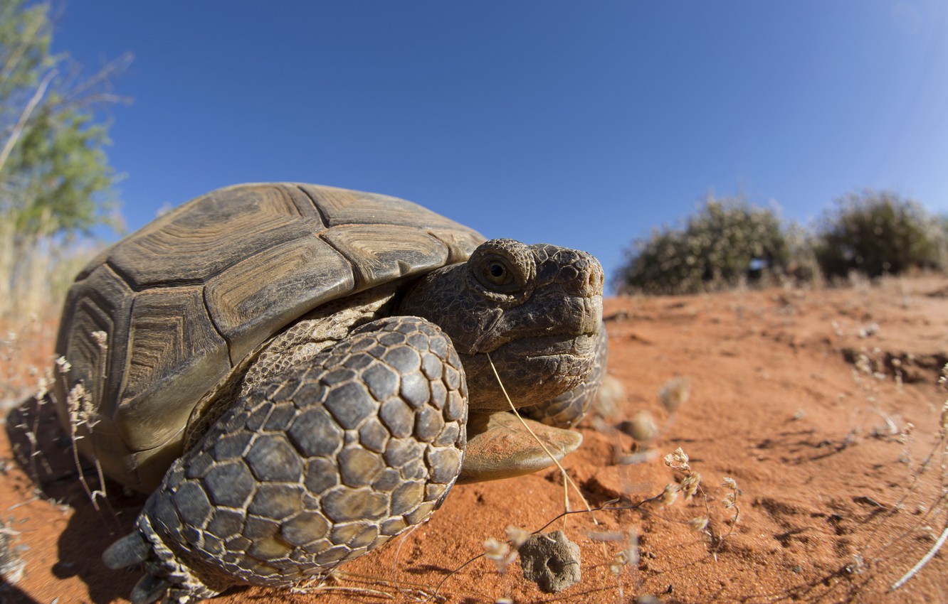 Wallpaper Nature Background Mojave Desert Tortoise Image For
